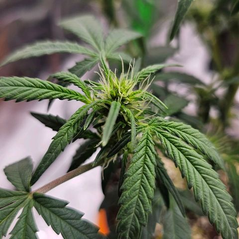 Royal Kush Automatic growlog timeline photo