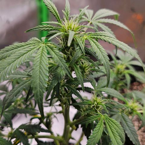 Royal Kush Automatic growlog timeline photo