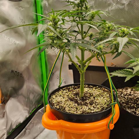 Royal Kush Automatic growlog timeline photo