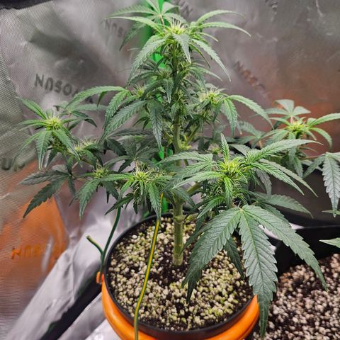 Royal Kush Automatic growlog timeline photo