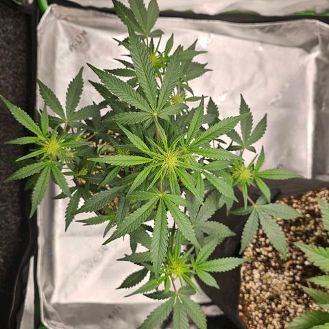 Royal Kush Automatic growlog timeline photo