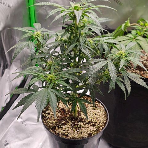 Royal Kush Automatic growlog timeline photo