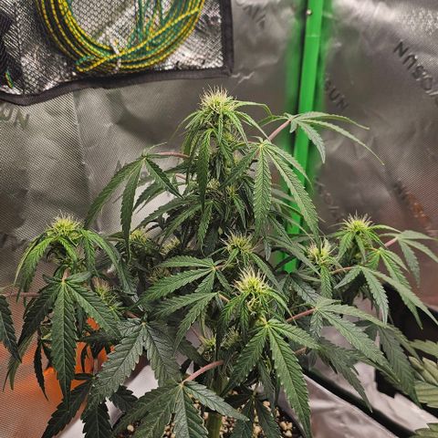 Royal Kush Automatic growlog timeline photo