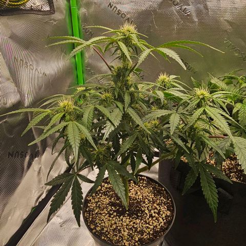 Royal Kush Automatic growlog timeline photo