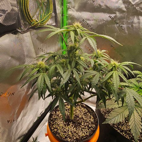 Royal Kush Automatic growlog timeline photo