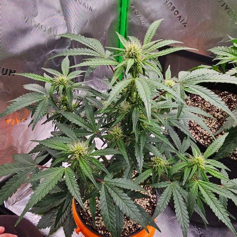 Royal Kush Automatic growlog timeline photo