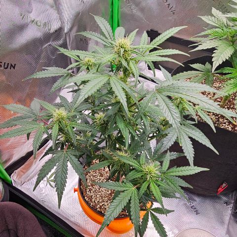 Royal Kush Automatic growlog timeline photo
