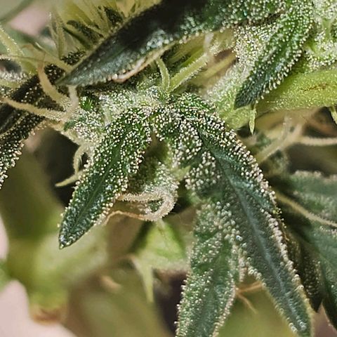 Royal Kush Automatic growlog timeline photo