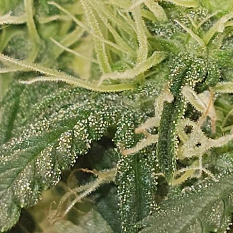 Royal Kush Automatic growlog timeline photo