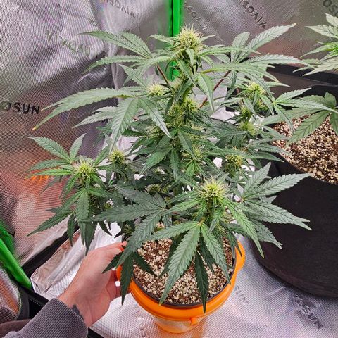 Royal Kush Automatic growlog timeline photo
