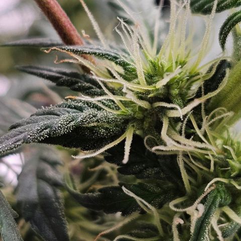 Royal Kush Automatic growlog timeline photo