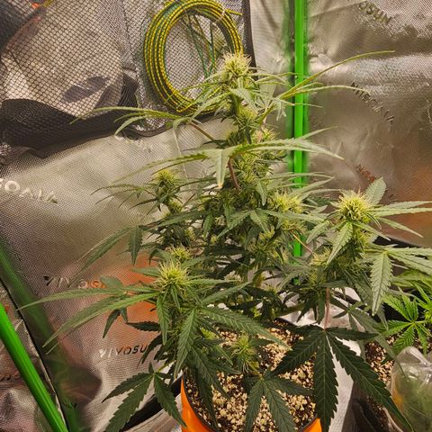 Royal Kush Automatic growlog timeline photo