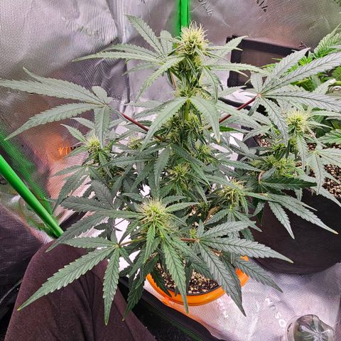 Royal Kush Automatic growlog timeline photo