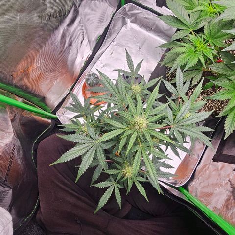 Royal Kush Automatic growlog timeline photo