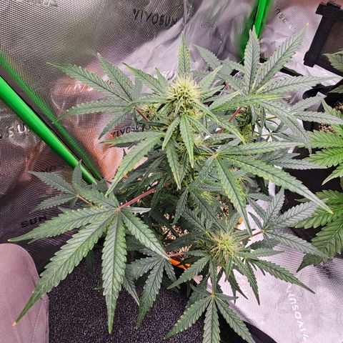 Royal Kush Automatic growlog timeline photo