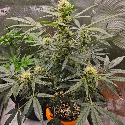 Royal Kush Automatic growlog timeline photo