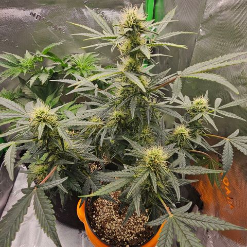 Royal Kush Automatic growlog timeline photo