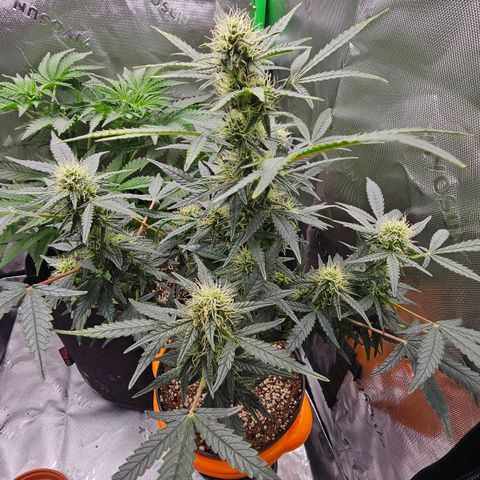 Royal Kush Automatic growlog timeline photo