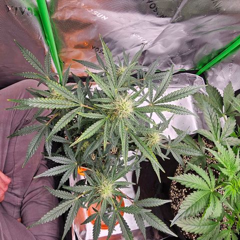 Royal Kush Automatic growlog timeline photo