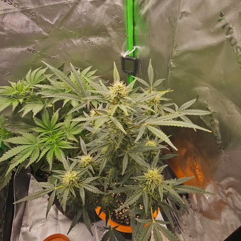 Royal Kush Automatic growlog timeline photo
