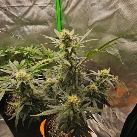 Royal Kush Automatic growlog timeline photo