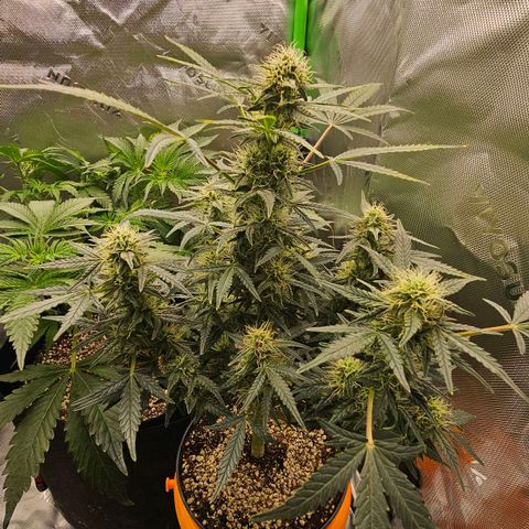 Royal Kush Automatic growlog timeline photo