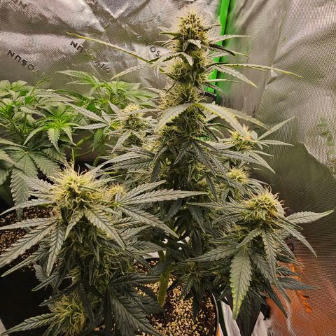 Royal Kush Automatic growlog timeline photo