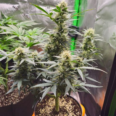 Royal Kush Automatic growlog timeline photo