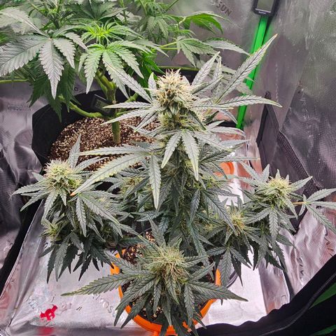 Royal Kush Automatic growlog timeline photo