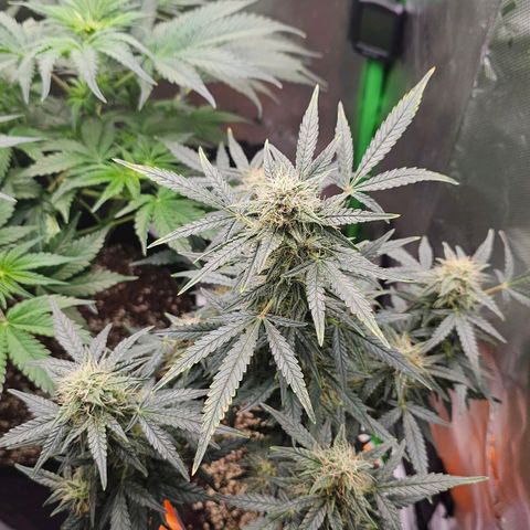 Royal Kush Automatic growlog timeline photo