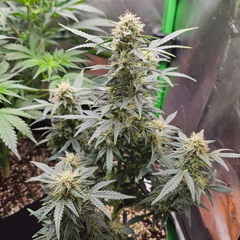 Royal Kush Automatic growlog timeline photo