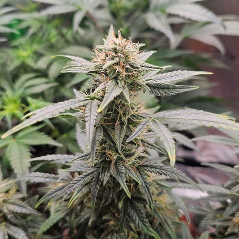 Royal Kush Automatic growlog timeline photo