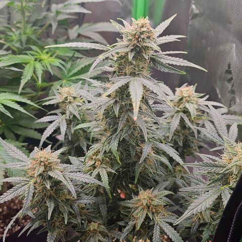 Royal Kush Automatic growlog timeline photo