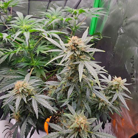 Royal Kush Automatic growlog timeline photo