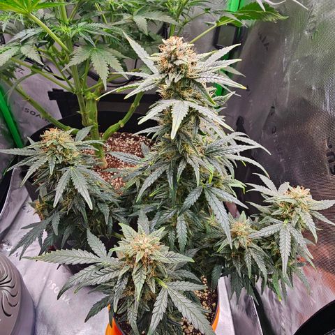 Royal Kush Automatic growlog timeline photo
