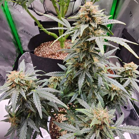 Royal Kush Automatic growlog timeline photo