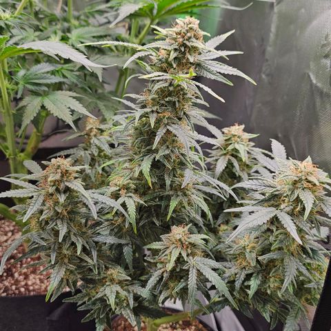 Royal Kush Automatic growlog timeline photo