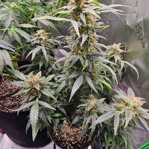 Royal Kush Automatic growlog timeline photo
