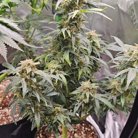 Royal Kush Automatic growlog timeline photo