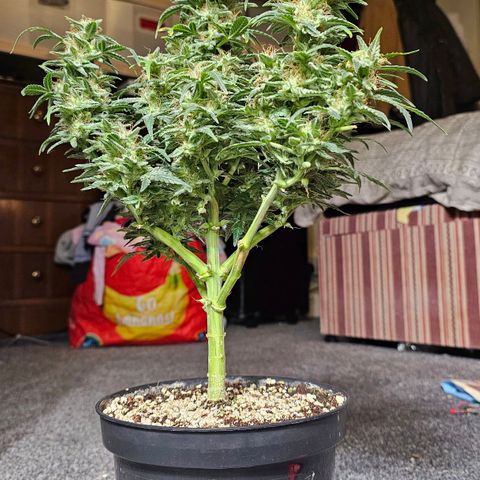 Royal Kush Automatic growlog timeline photo
