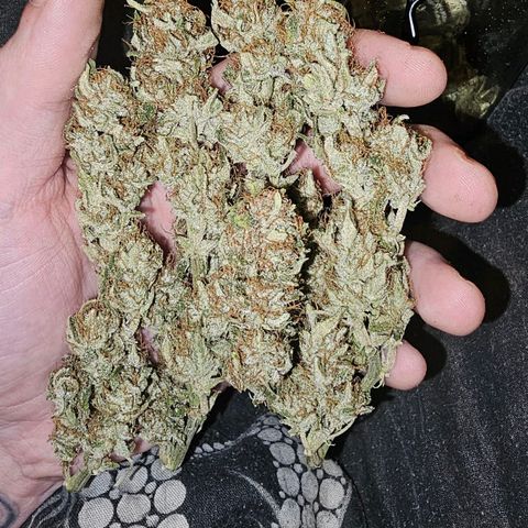Royal Kush Automatic growlog timeline photo