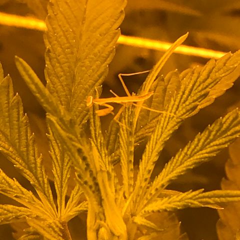 Gorilla Glue #4 growlog timeline photo