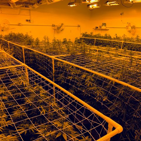 Gorilla Glue #4 growlog photo: Couple days after defoliating. 