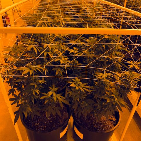 Gorilla Glue #4 growlog photo: Couple days after defoliating. 