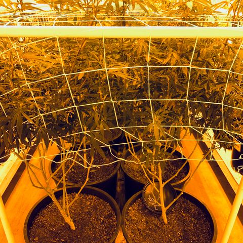 Gorilla Glue #4 growlog photo: Couple days after defoliating. 