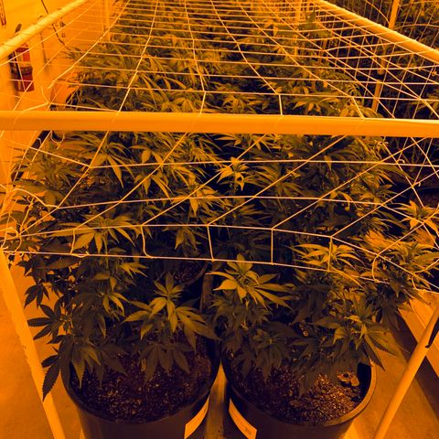 Gorilla Glue #4 growlog photo: Defoilted, lolipoped and nets up. Ready for the flip