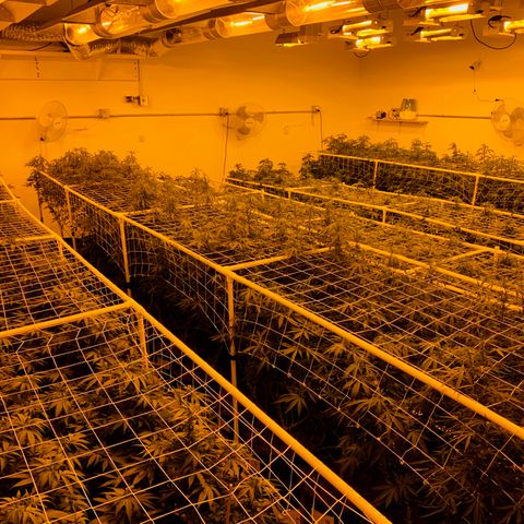 Gorilla Glue #4 growlog photo: Defoilted, lolipoped and nets up. Ready for the flip