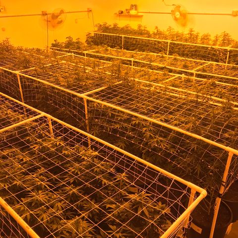 Gorilla Glue #4 growlog photo: Defoilted, lolipoped and nets up. Ready for the flip