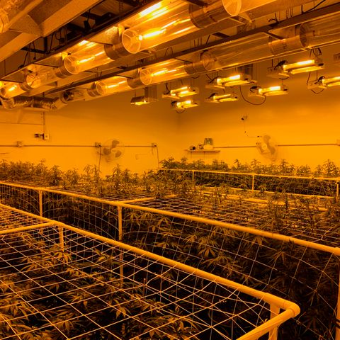 Gorilla Glue #4 growlog photo: Defoilted, lolipoped and nets up. Ready for the flip