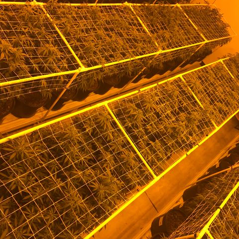 Gorilla Glue #4 growlog photo: Day 1 of flower. 2nd AC is up and running. All lites are plugged back in